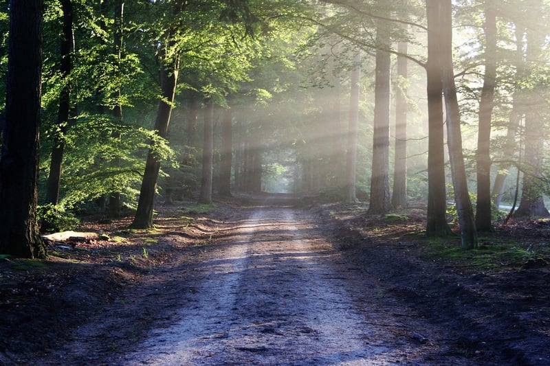 Nature Image