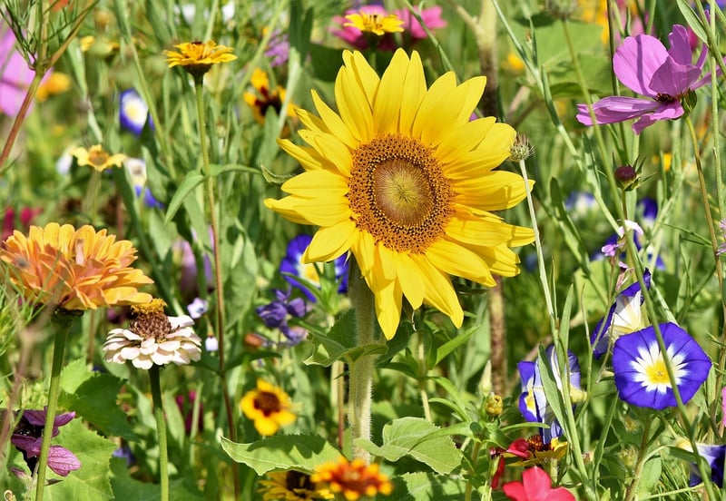 Outdoor garden projects